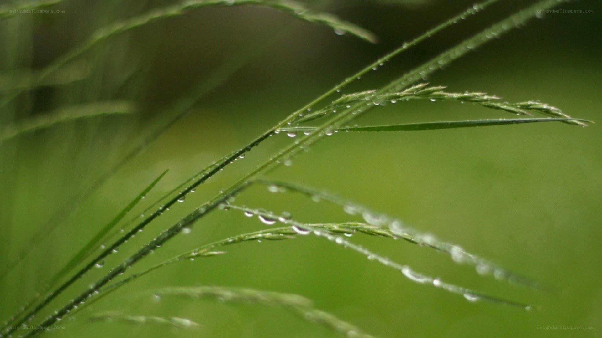 Dew on grass blades