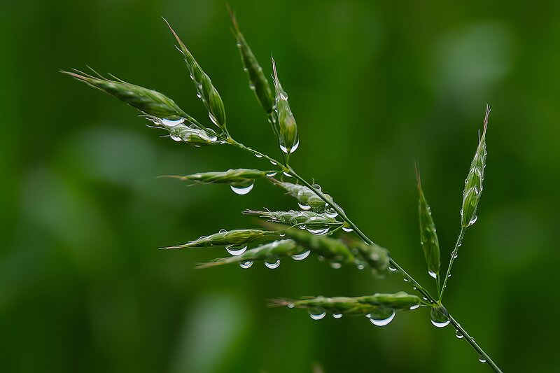 Dew on grass blades