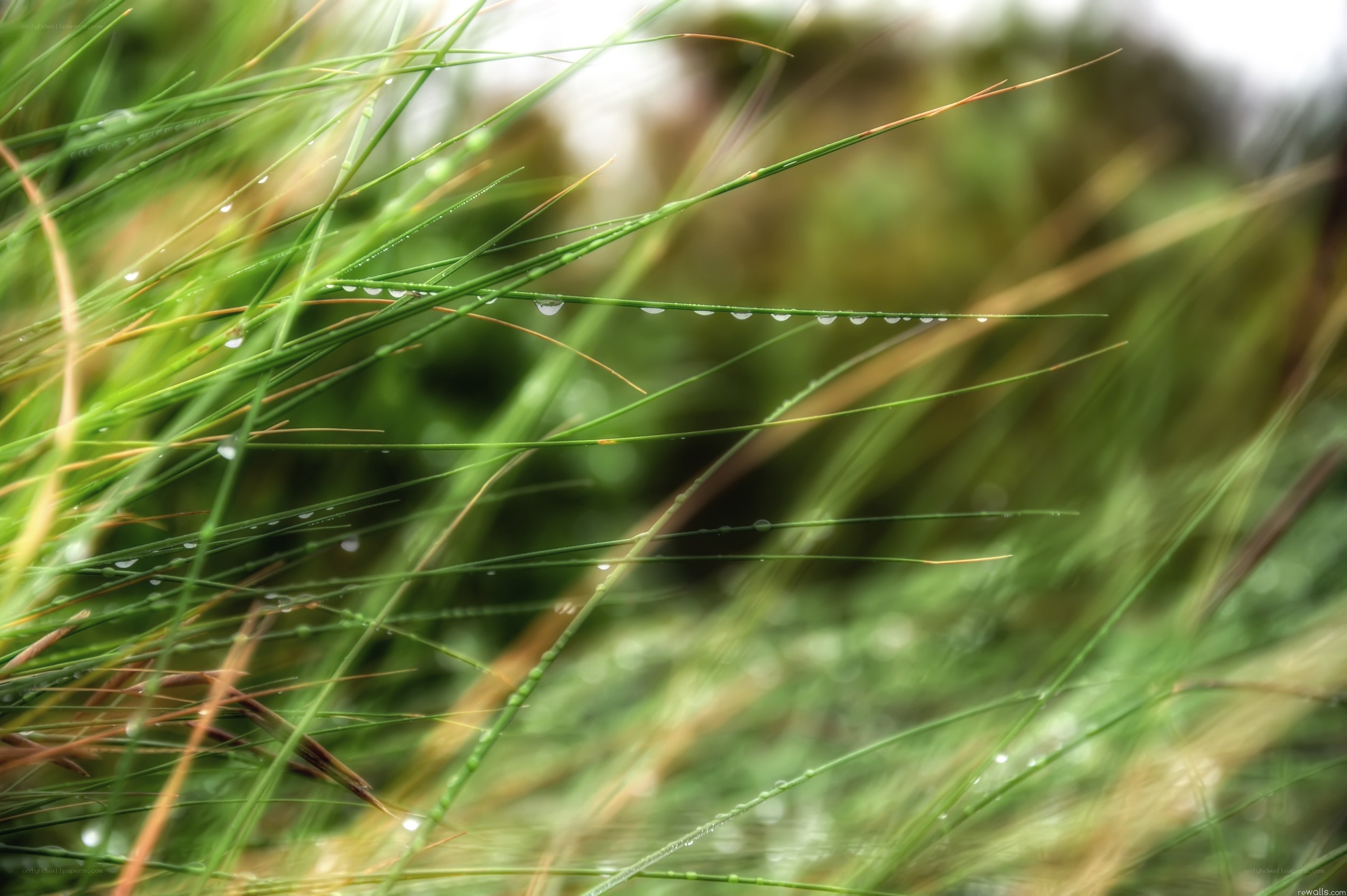 Dew on grass blades