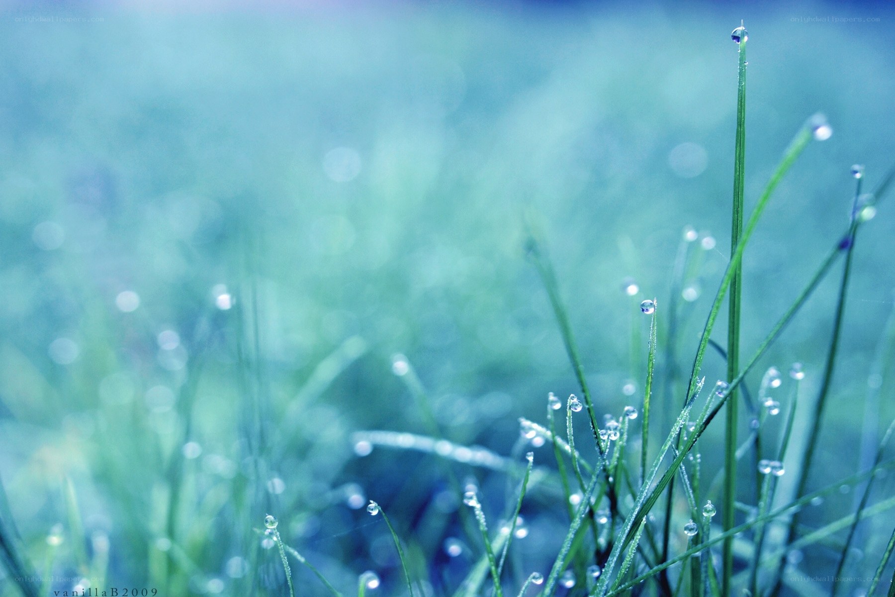 Dew on grass blades