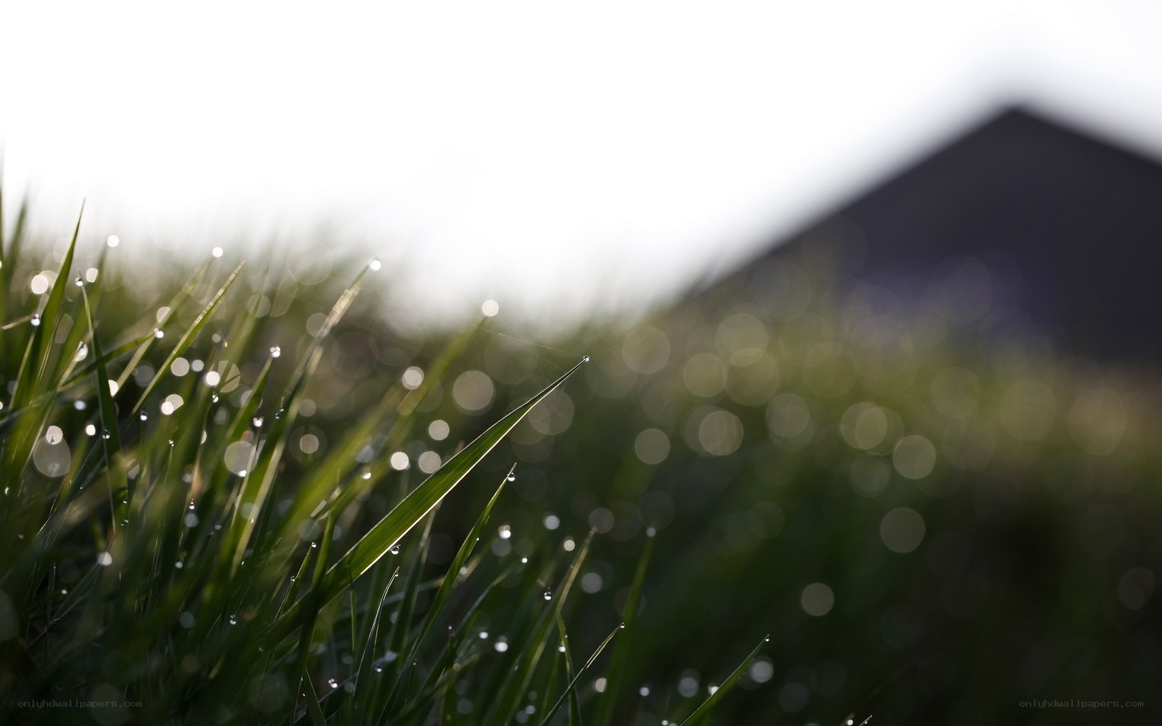 Dew on grass blades