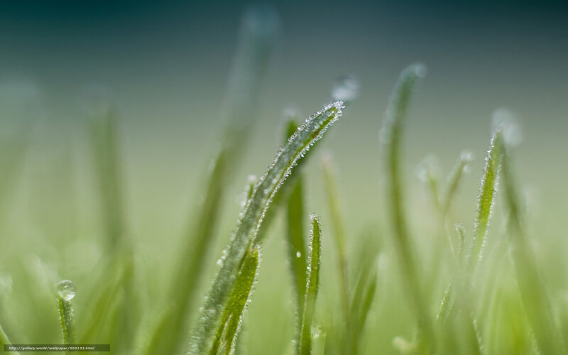 Dew on grass blades
