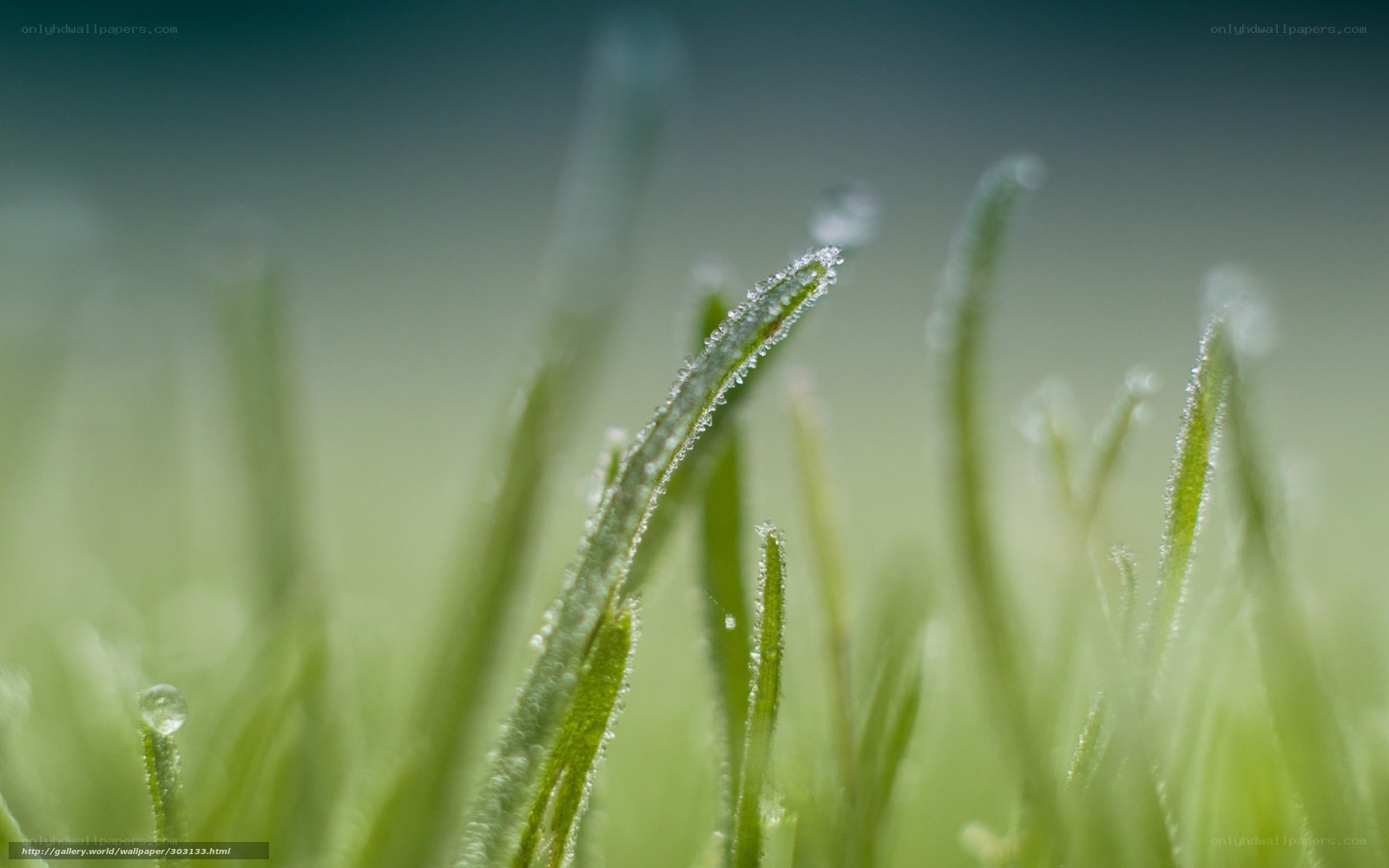 Dew on grass blades