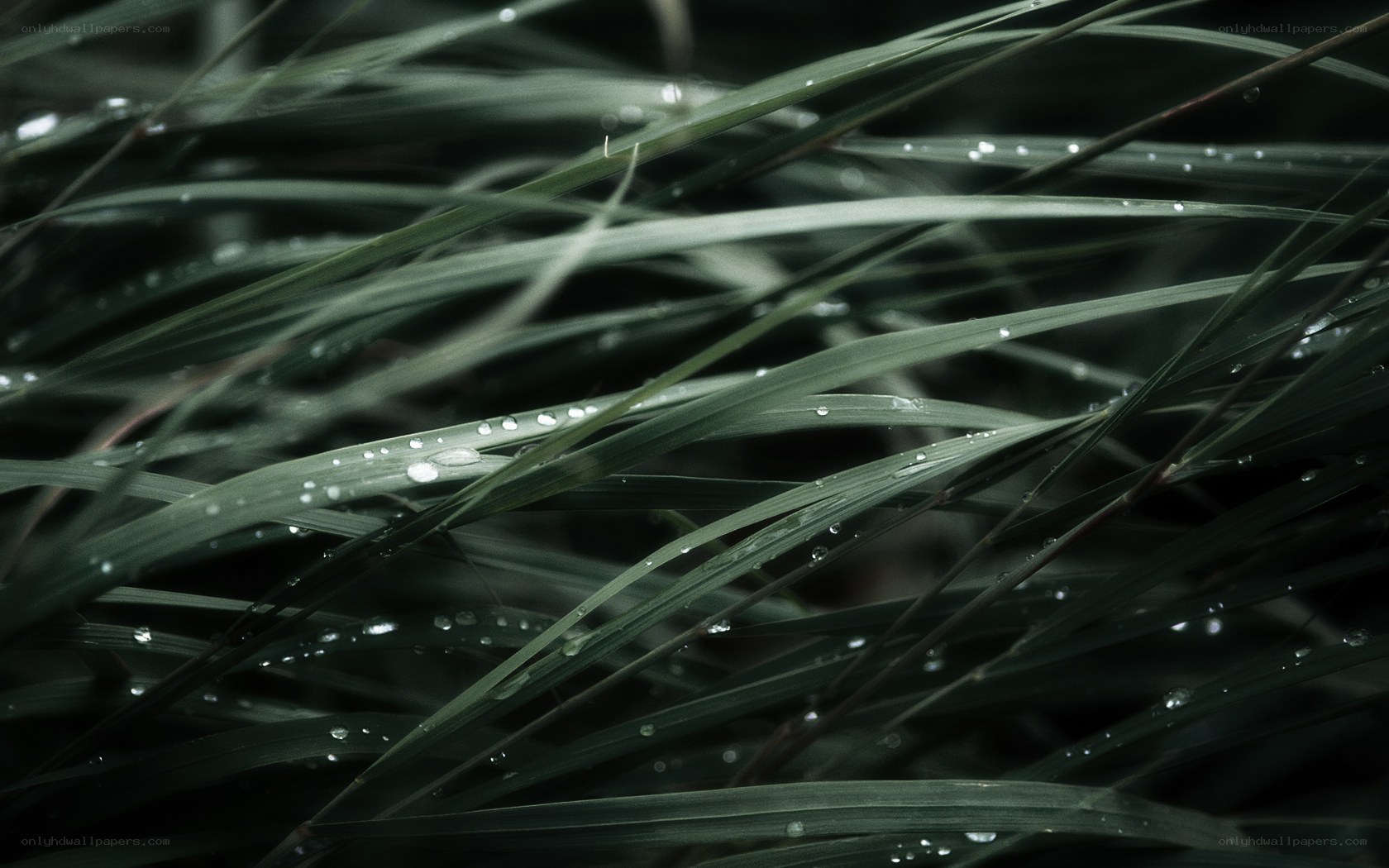 Dew on grass blades