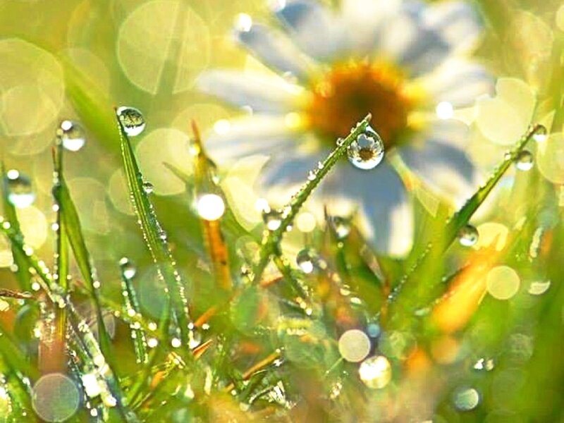 Dew on Grass Blades — Green