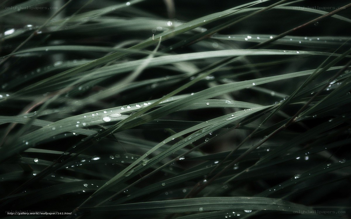 Dew on grass blades