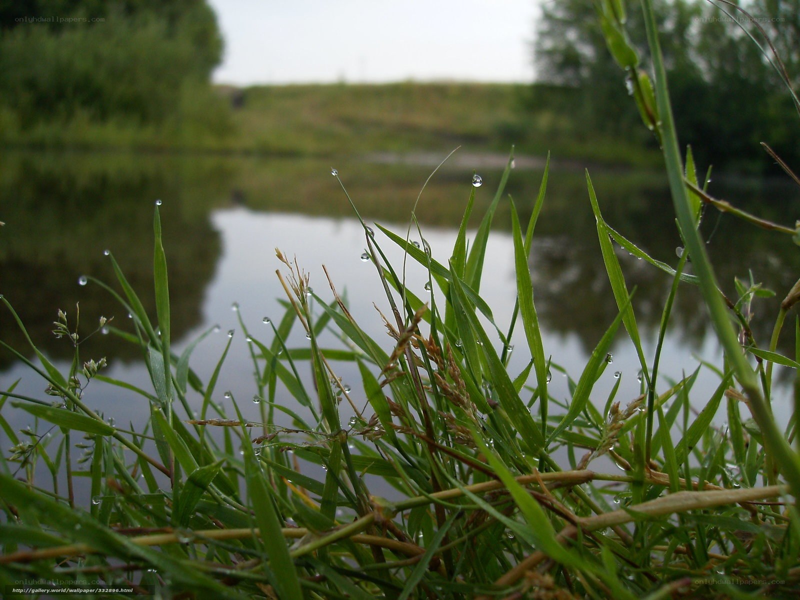 Dew on grass by the pond