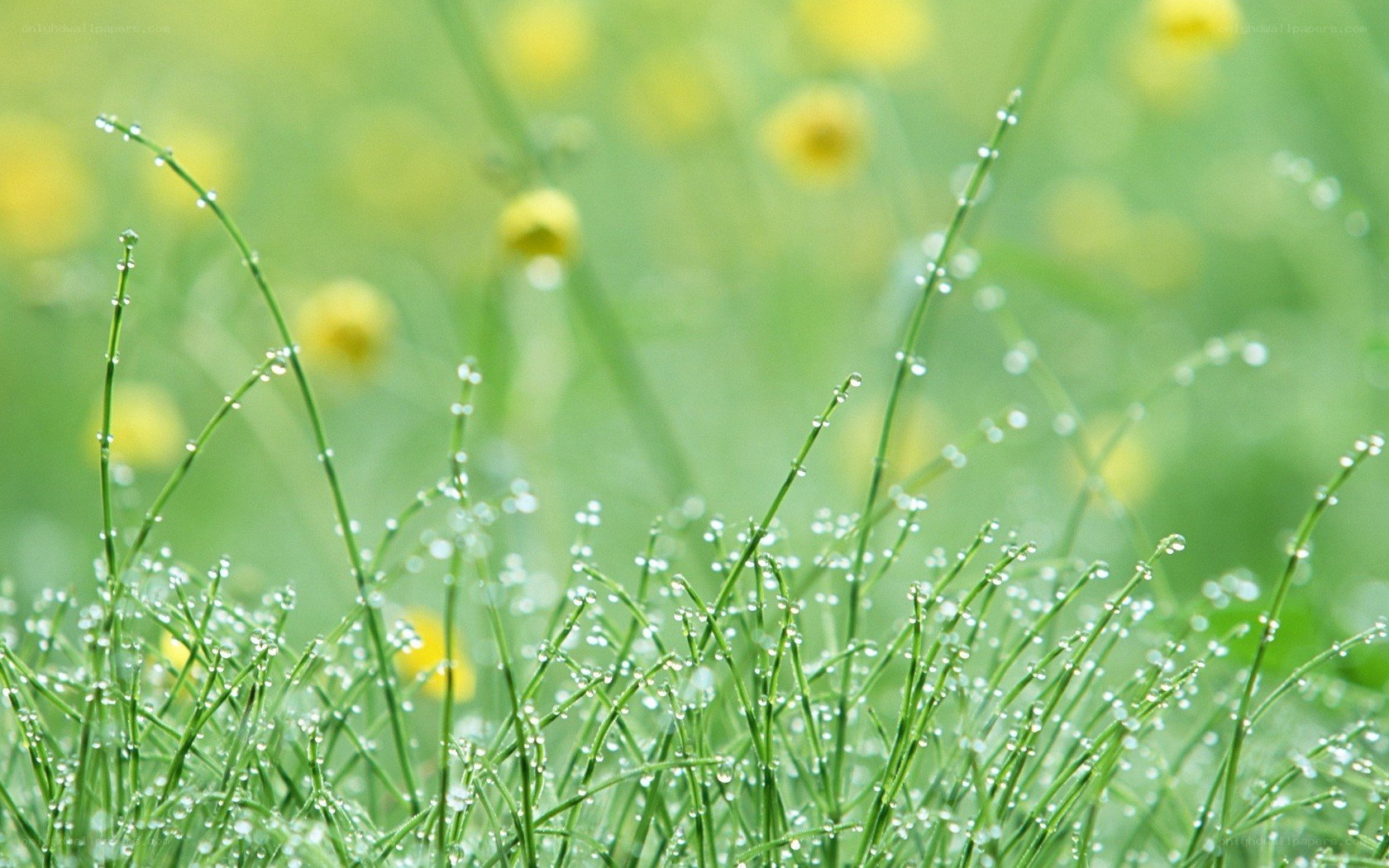 Dew on grass in a meadow