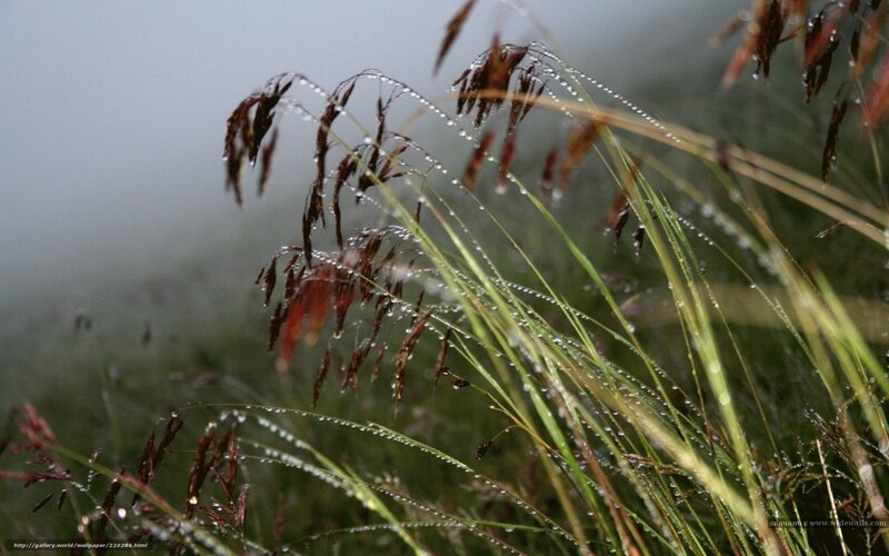 Dew on grass in mist
