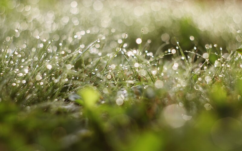 Dew on grass in morning light