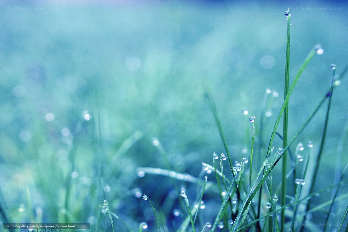 Dew on grass in morning light