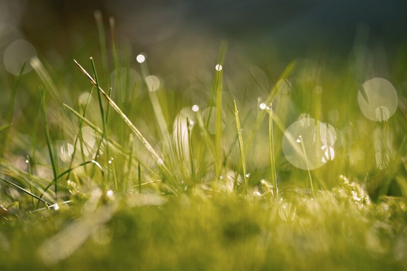 Dew on grass in sunlight