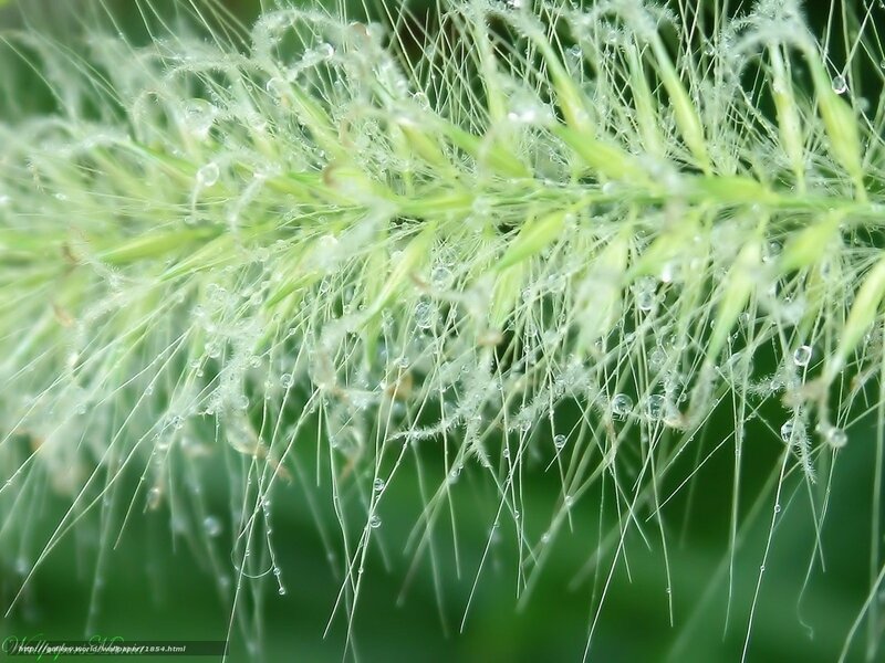 Dew on grass seed head