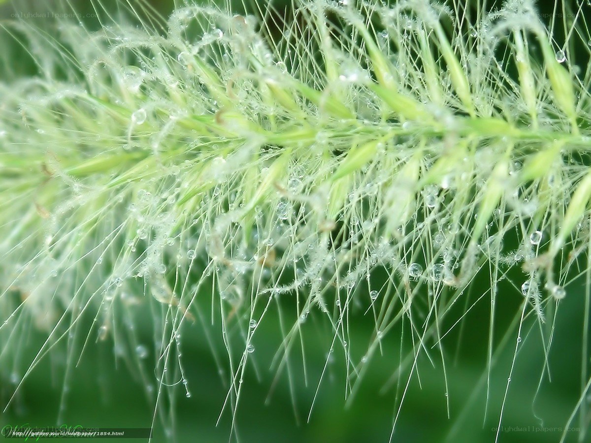 Dew on grass seed head