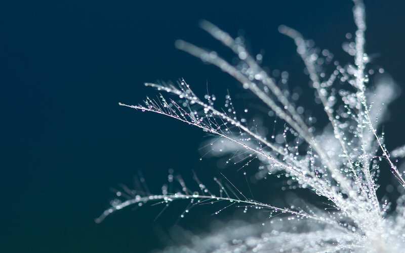 Dew on grass stems