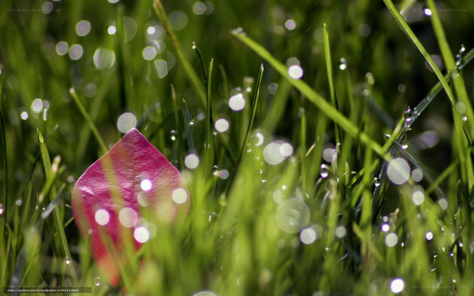 dew on grass with leaf