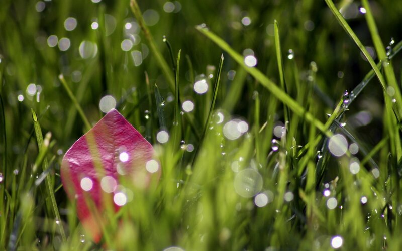 dew on grass with pink leaf