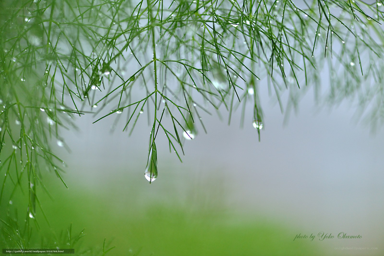 Dew on green foliage