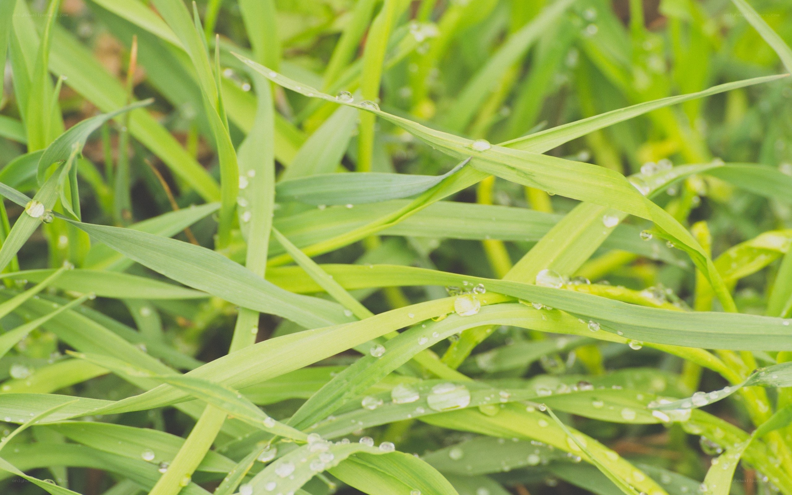 dew on green grass