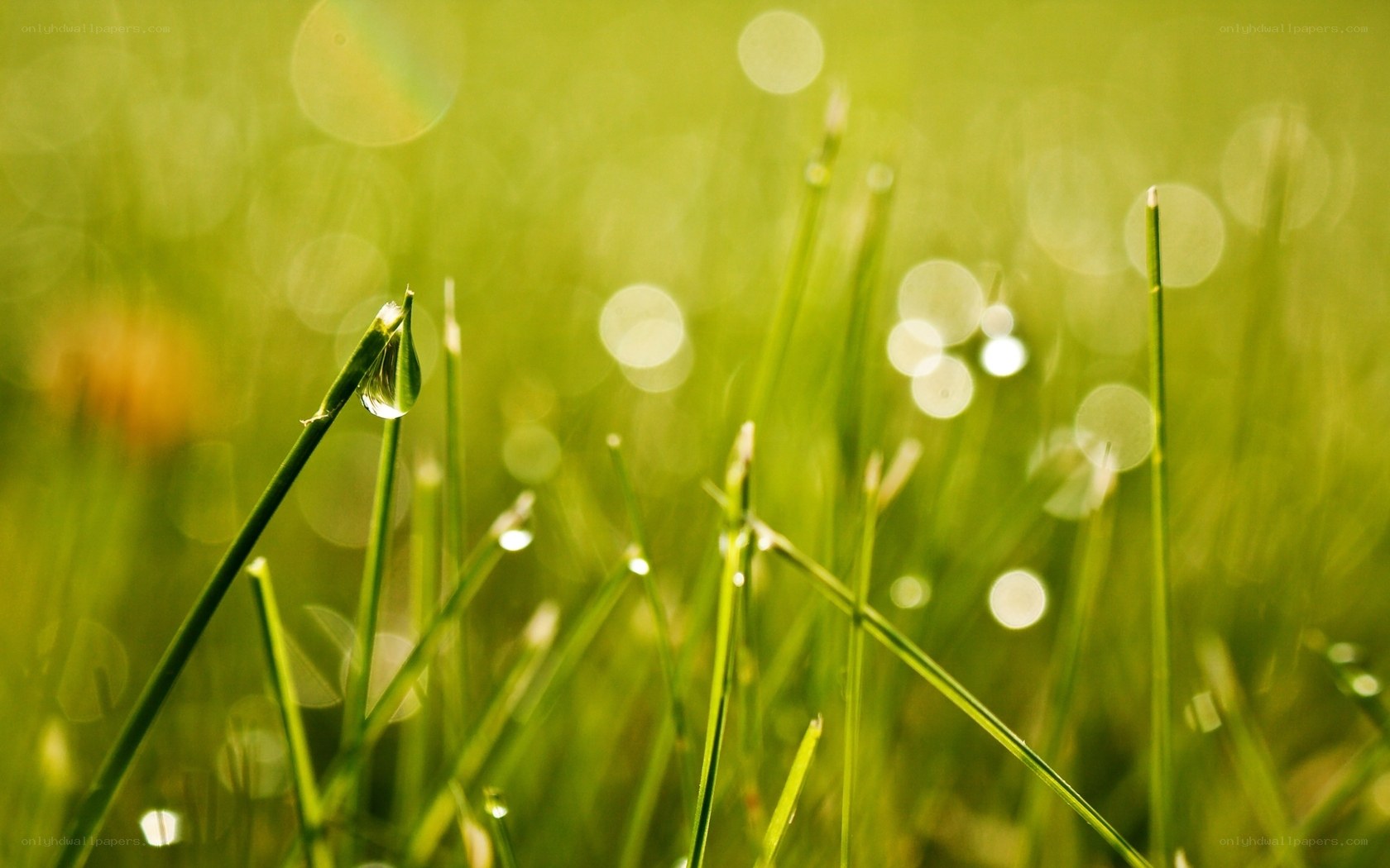 Dew on green grass