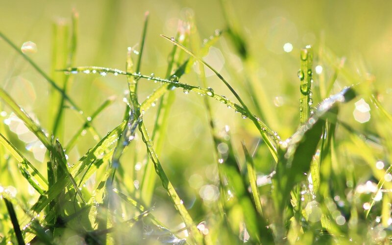 Dew on green grass