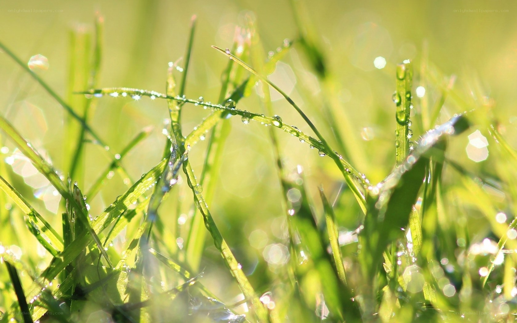 Dew on green grass