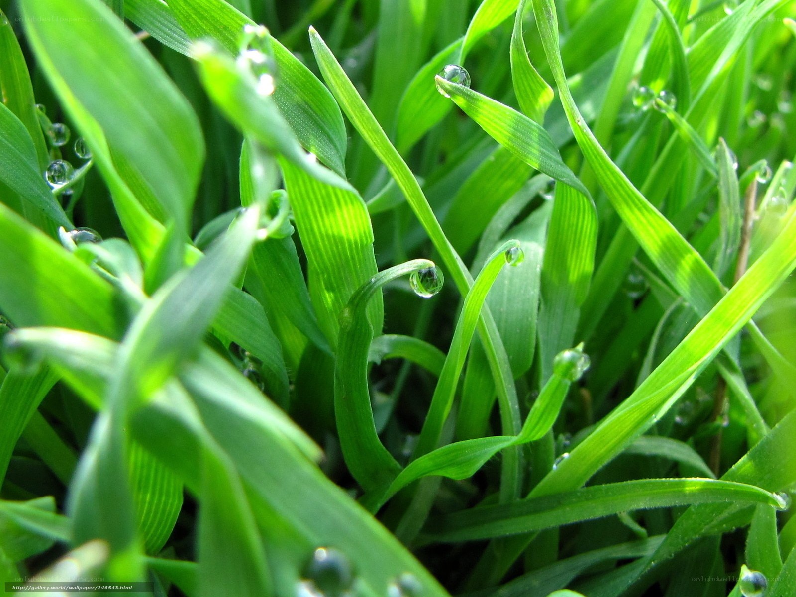 Dew on green grass