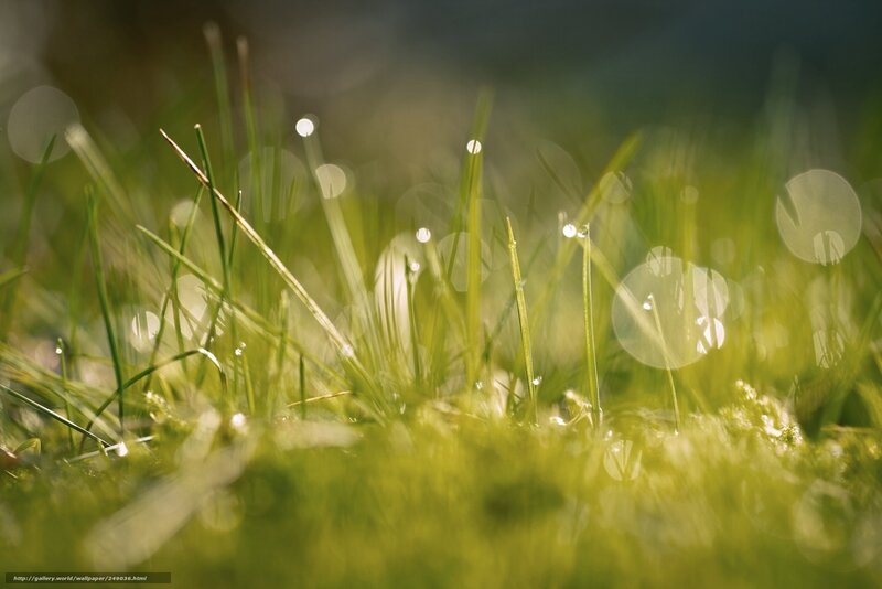Dew on green grass