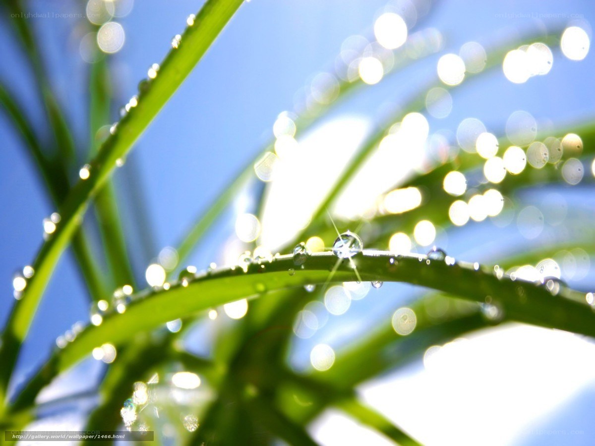 Dew on green grass
