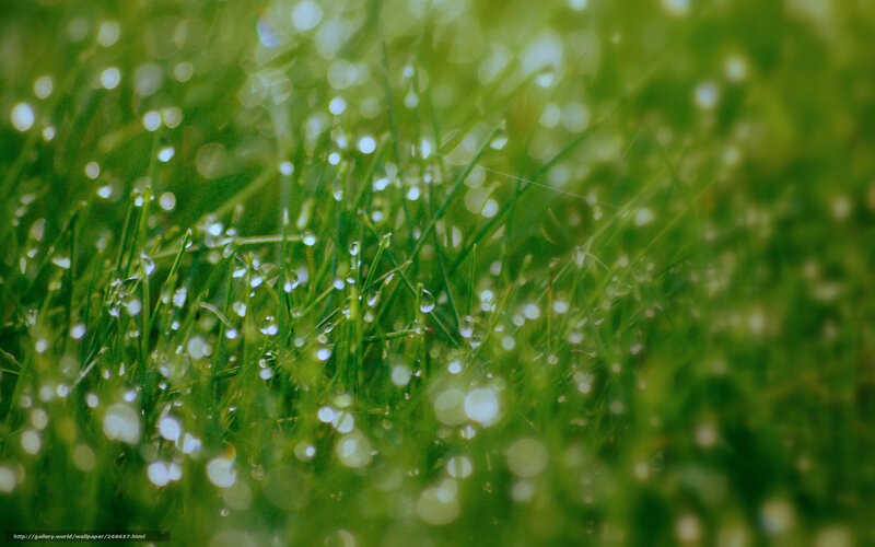 Dew on green grass