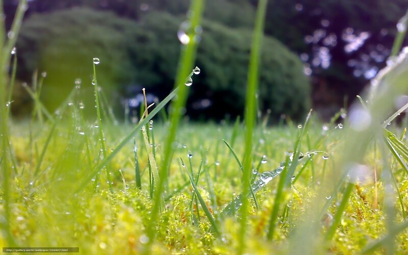 Dew on green grass