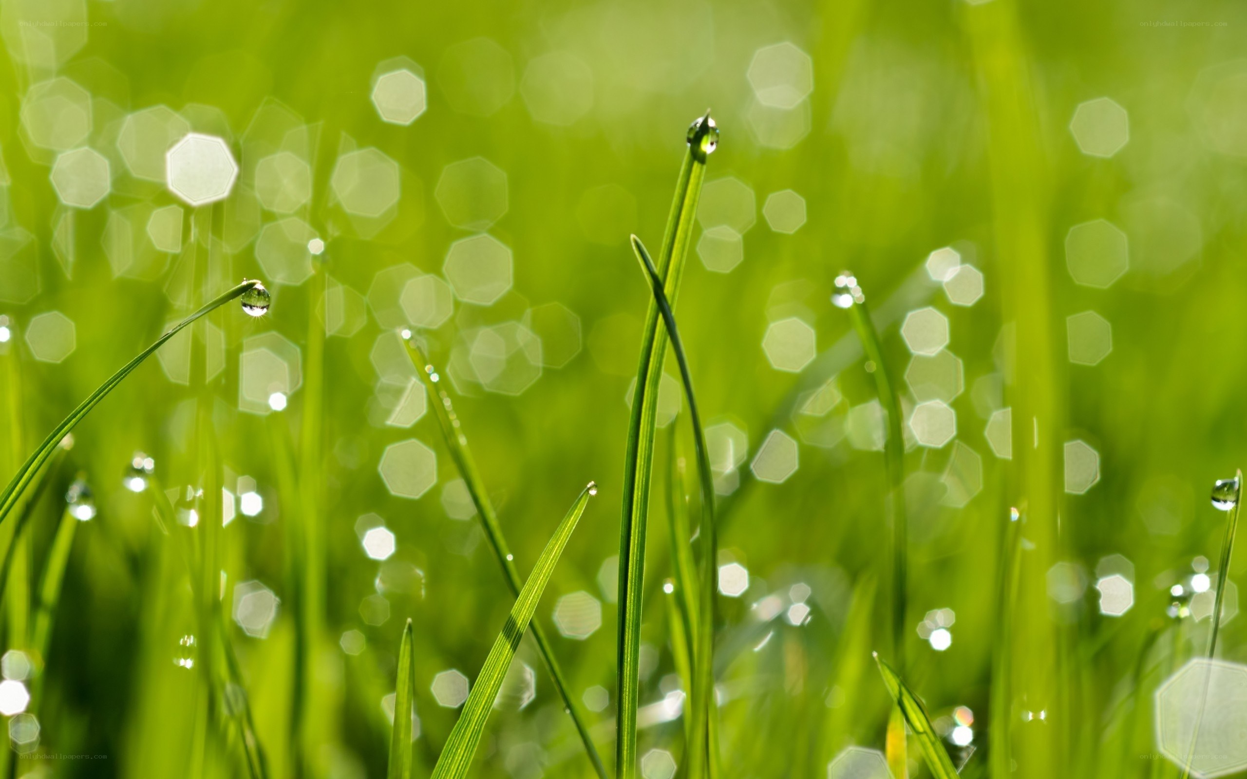 Dew on green grass
