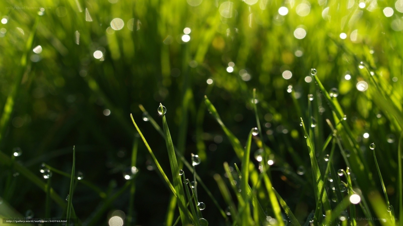 Dew on green grass