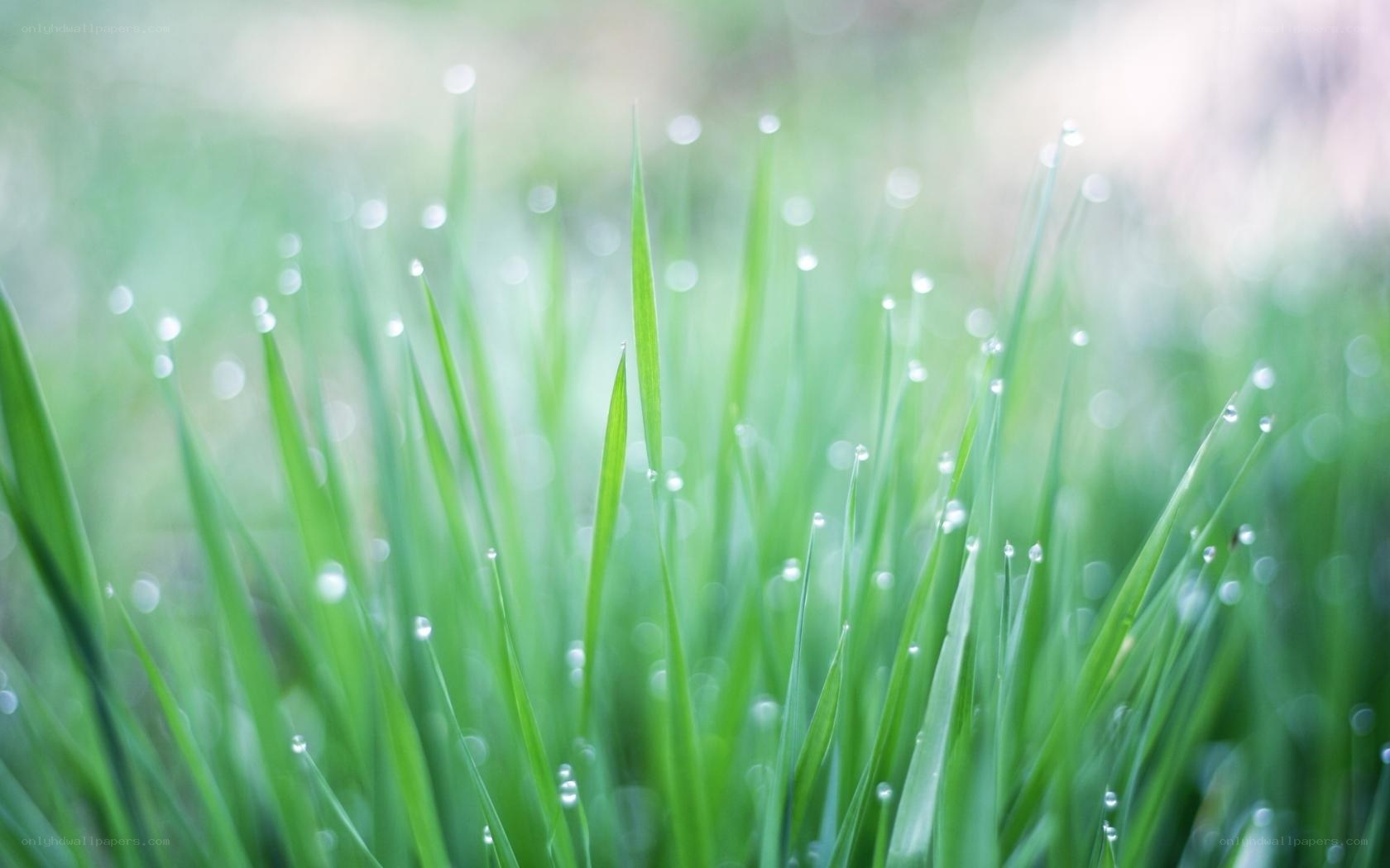 Dew on green grass