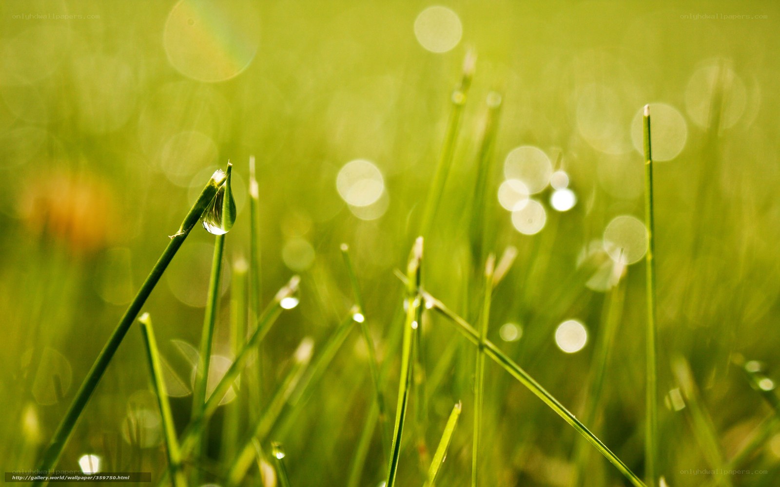 Dew on green grass