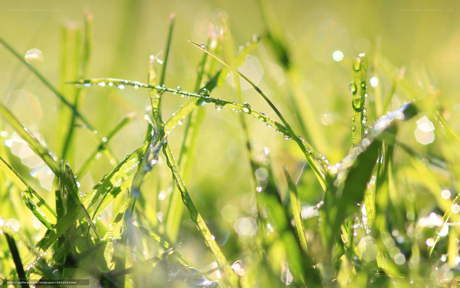Dew on green grass