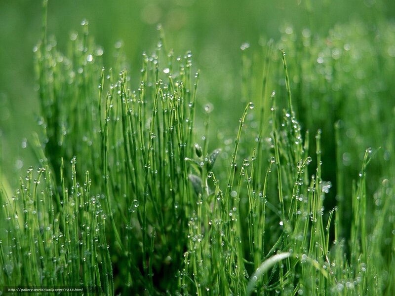 Dew on green grass