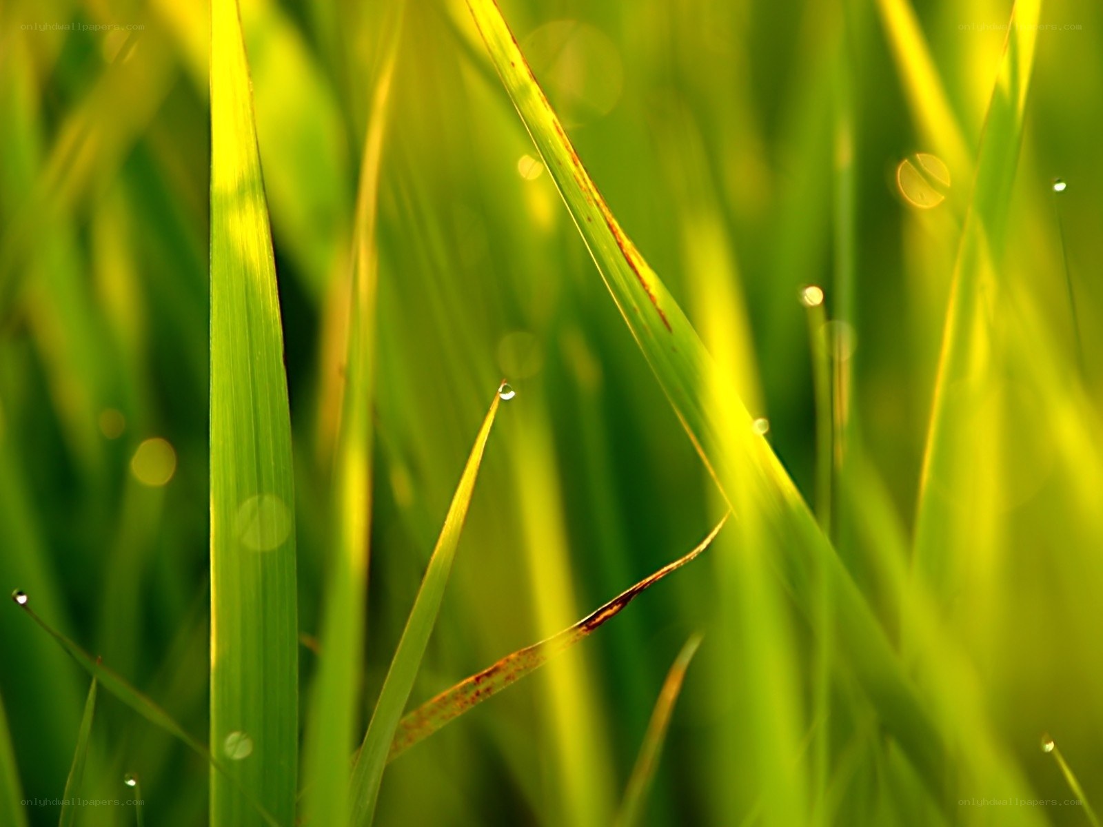 Dew on green grass