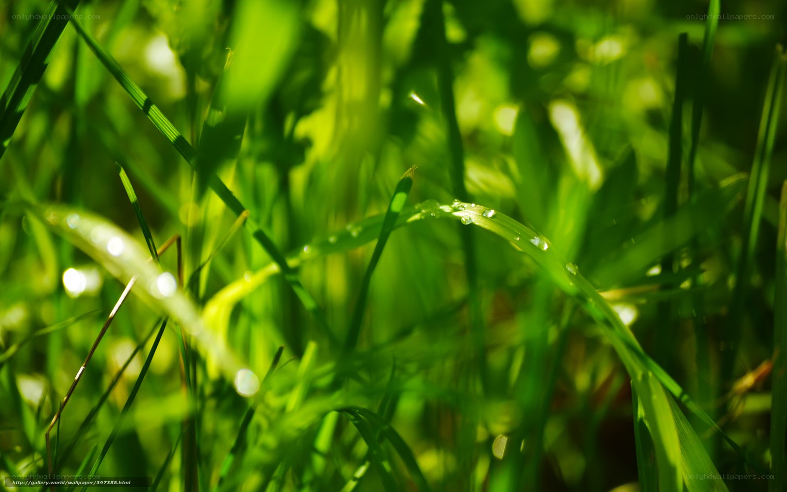 Dew on green grass