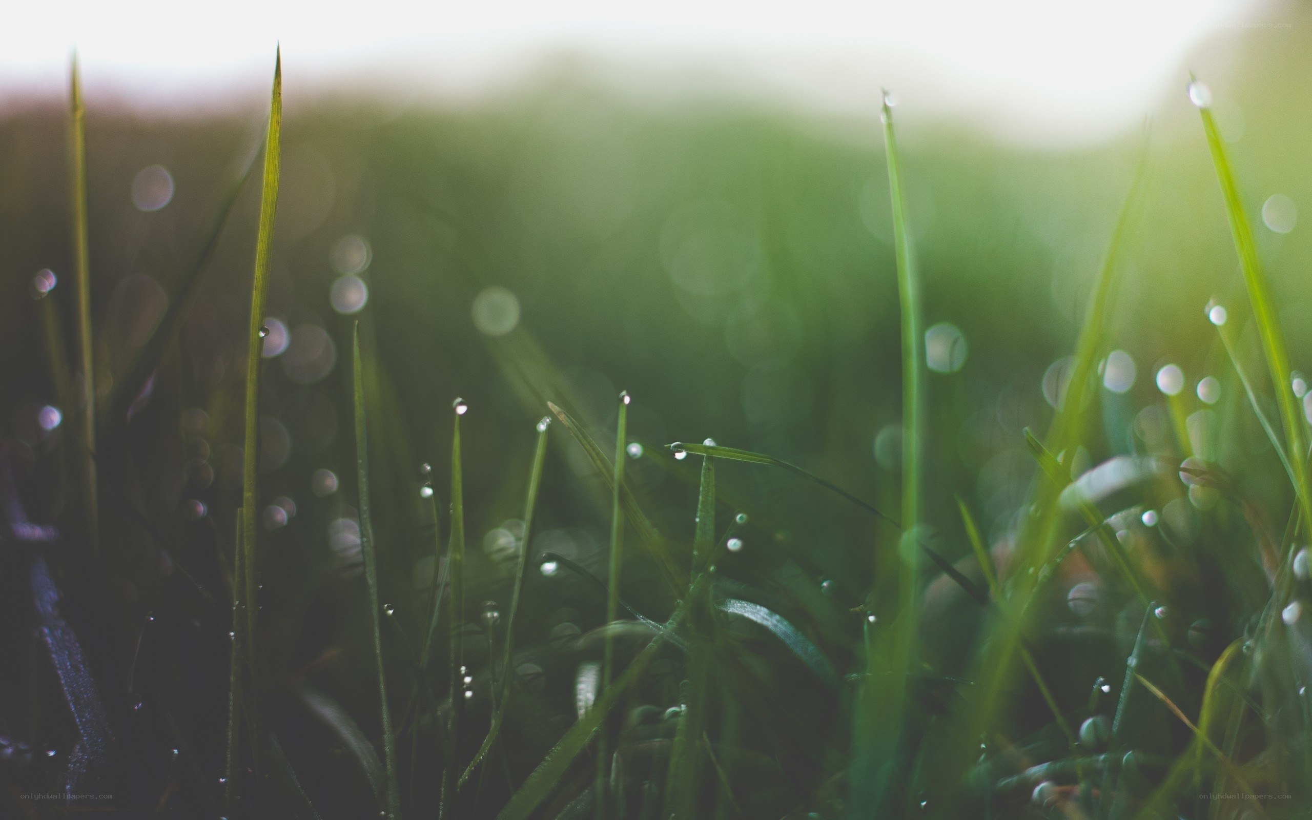 Dew on green grass