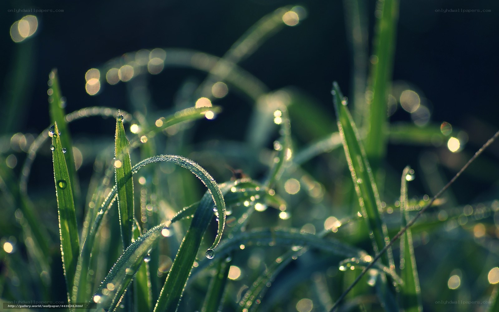 Dew on green grass