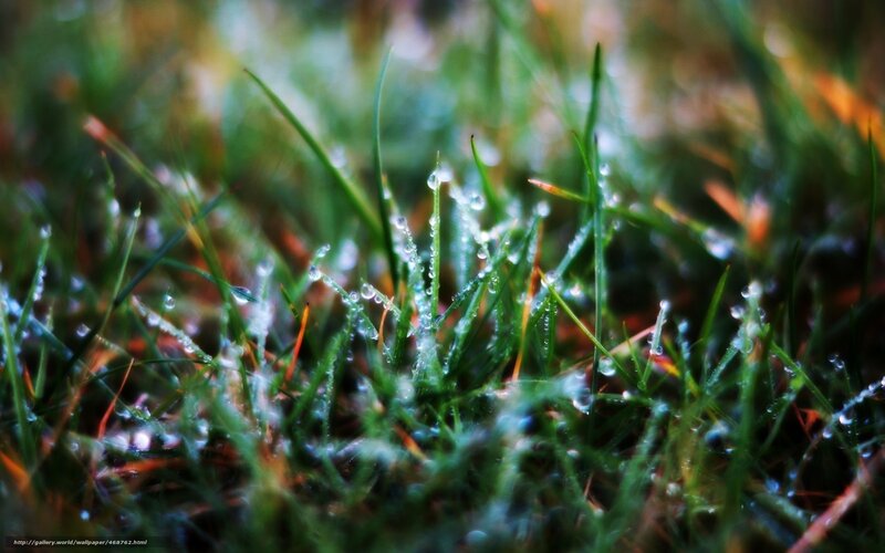 Dew on green grass