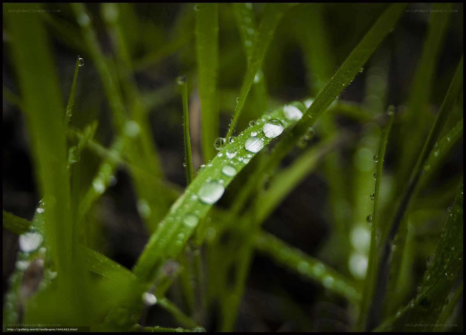 Dew on green grass
