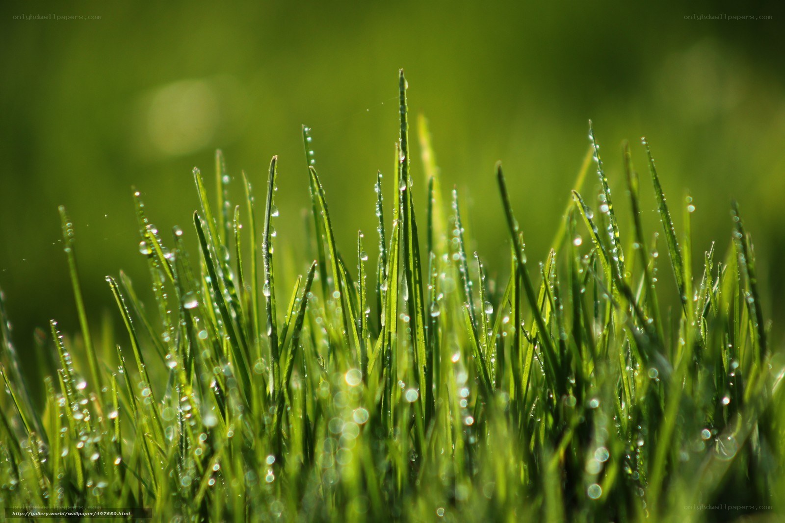 Dew on green grass
