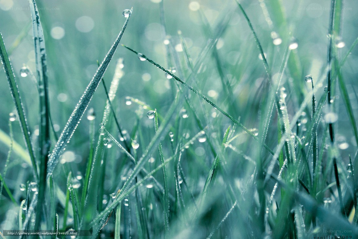 Dew on green grass