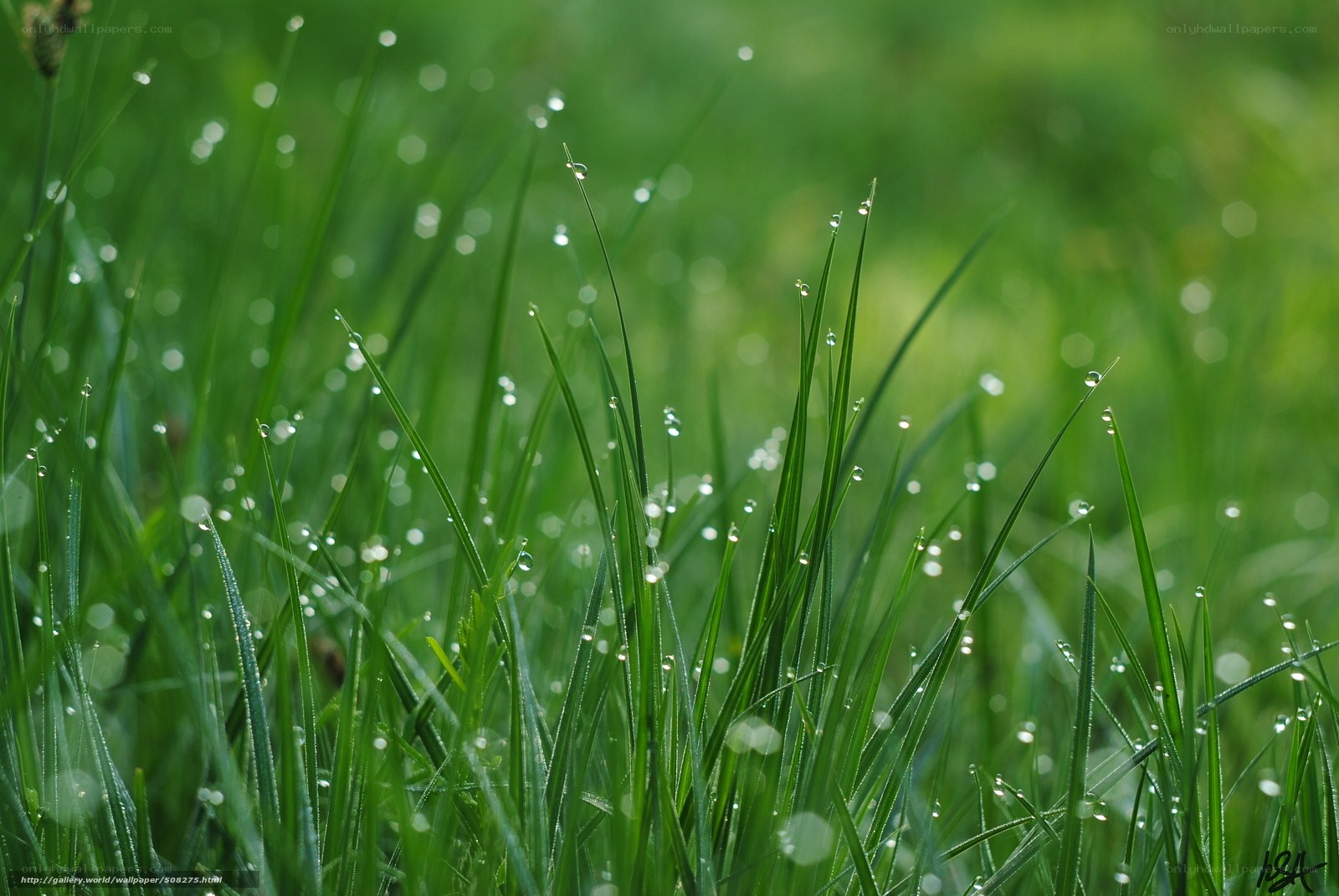 Dew on green grass