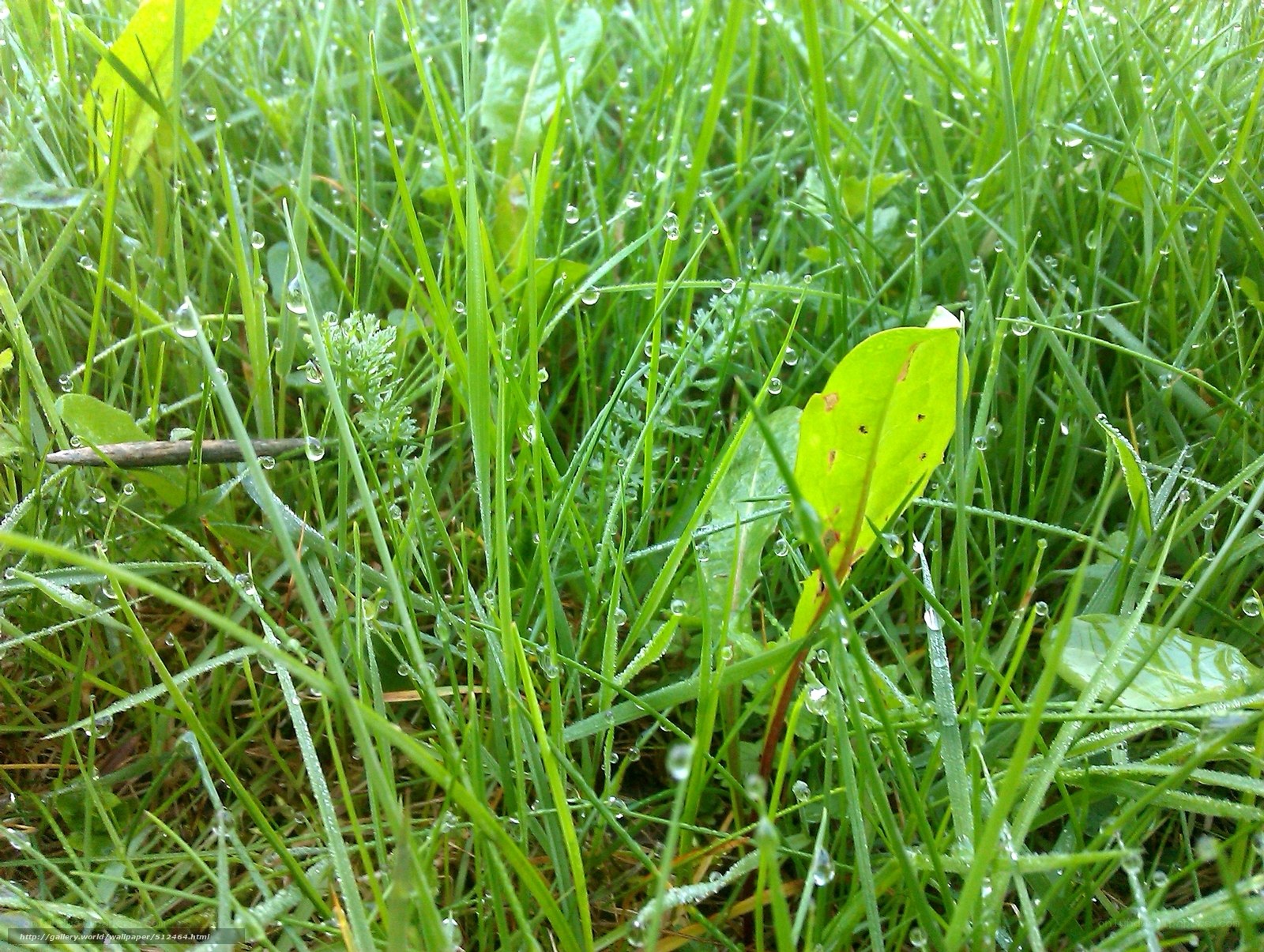 Dew on green grass