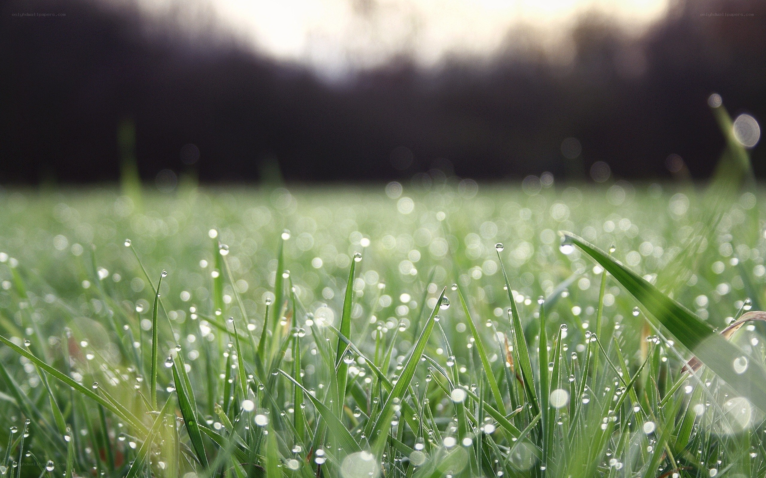 Dew on green grass