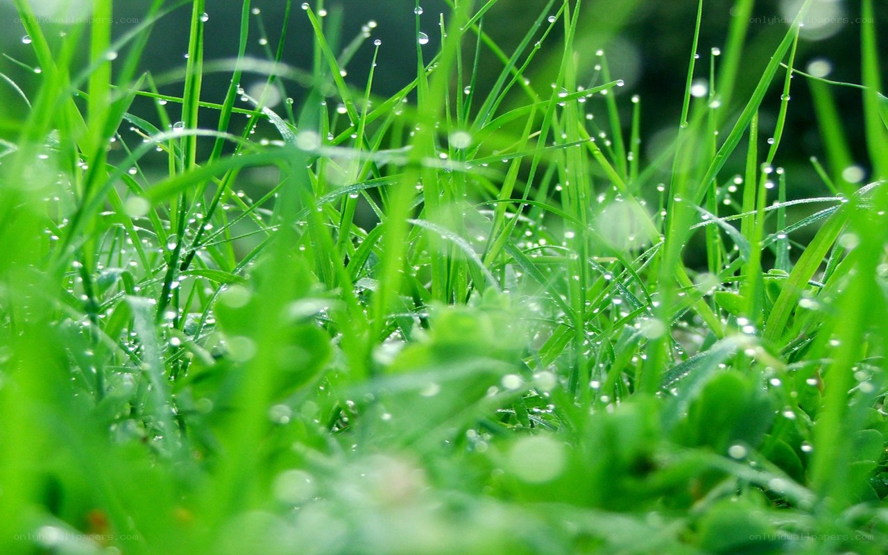 Dew on green grass
