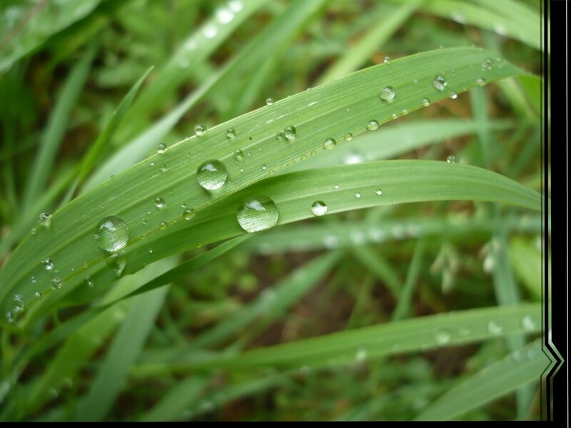 Dew on green grass